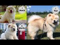 Chow Chow growing up 1-12 months | Chow Chow puppy to full grown