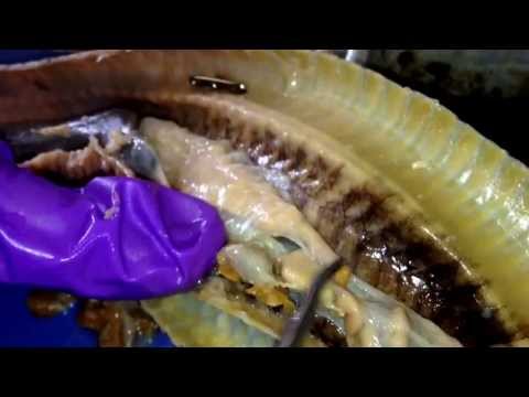image-What are the body parts of snake?