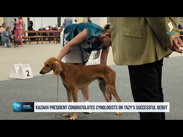 World Dog Show 2025: Kazak Tazısı Dünyanın ilgisini çekti