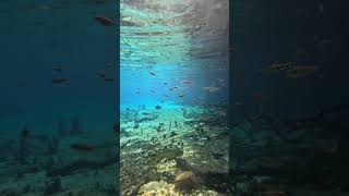 Flutuações com peixes nos rios cristalinos de Bonito #animais