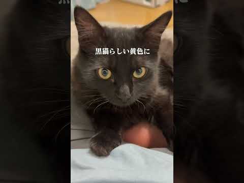 ルナくんの今後について／オタクが嫌いなタイトルを添えて〜ごめんやで〜