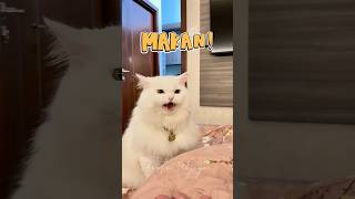 Download lagu Oti teaches how to talk about eating 😼 mp3