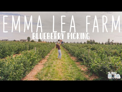 Emma Lea Farm | BLUEBERRY PICKING | THE JUCY FAM TRAVEL VLOG | TeamGoTravels 🇨🇦