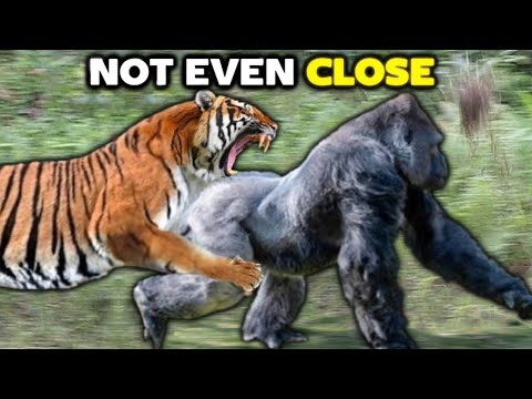 TIGER vs GORILLA - Not Even Close