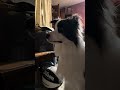 My Dogs New Obsession