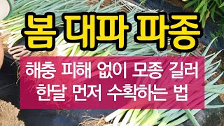 봄 대파 파종 - 해충 피해 없이 모종 길러 한달 먼저 수확하는 법