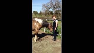 Reiki Animal Treatment for Mocha the Horse at BrightHaven Animal Sanctuary