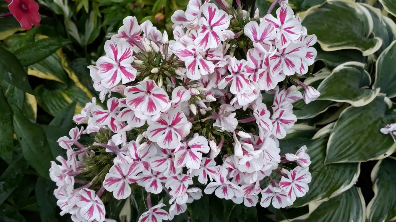 #phlox #Twister #флокс / Флокс метельчатый Твистер (лат. phlox paniculata Twister). Краткий обзор