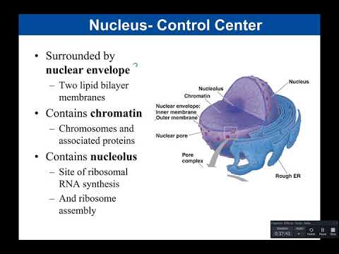 Chapter 4: Eukaryotic Cells