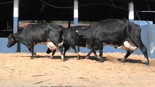 Vídeo 40 - 1ª ETAPA MEGA LIQUIDAÇÃO TOTAL AGROPECUÁRIA MARAJOARA - DIA 4 | GADO GIROLANDO E HOLANDÊS