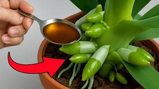 Just need 1 Fruit! Orchids immediately grow on branches and bloom all year round