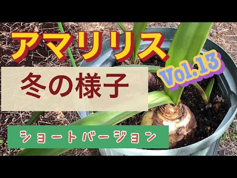 クリスマスにアマリリスを再び咲かせるにはどうすればよいですか?内に秘められた計り知れない美しさ  庭園