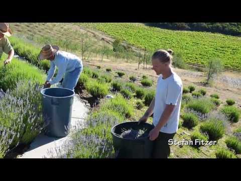 SunHawk Farms: Lavender Labyrinth and Harvest