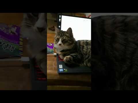 How to keep cat away from your computer 1 - very effective!