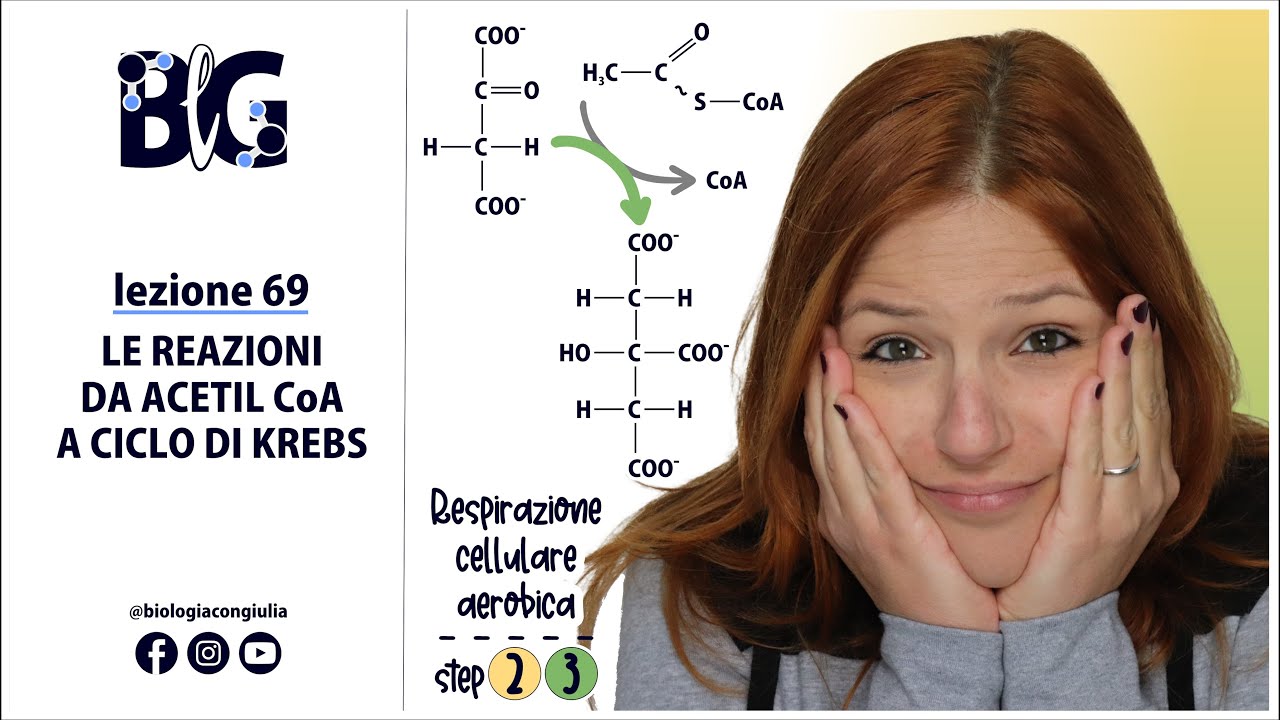 Le REAZIONI da ACETILCoA a CICLO di KREBS