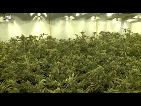 Grote hennepkwekerij in Roermond