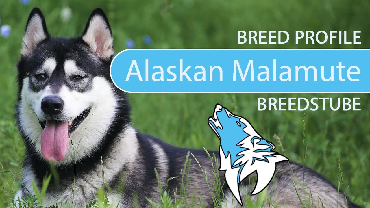 Breed Temperament