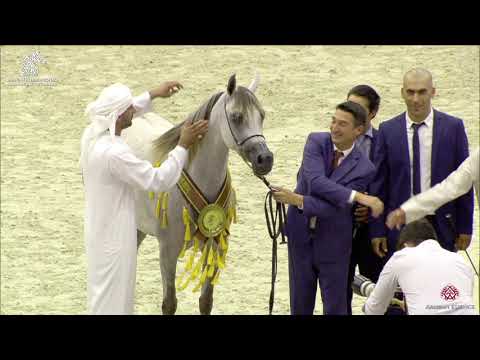N 86 D GHARAM   Sharjah Arabian Horse Festival 2020   Junior Fillies Championship Class 15