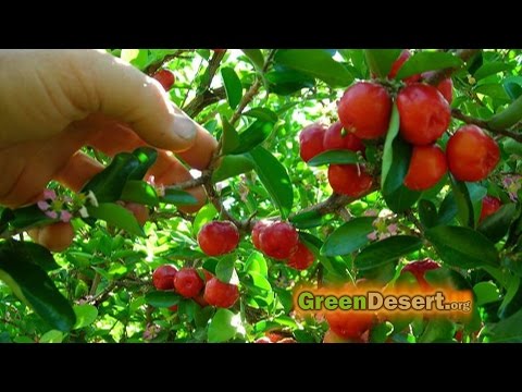 image-What fruit tree has purple flowers?