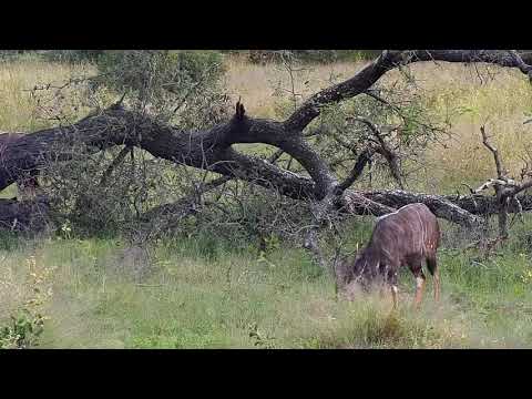 Djuma: Nyala bulls-Pt:2 - 16:18 - 04/05/21