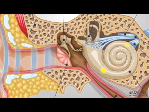 How The Ear Works