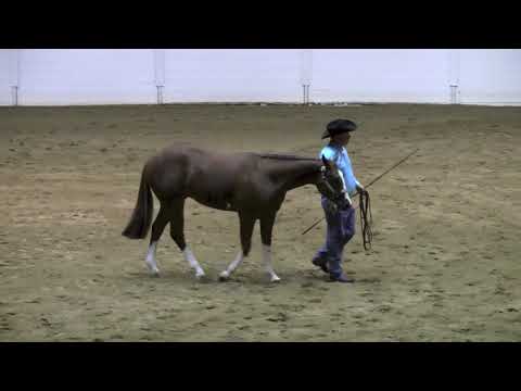 THE BEST TICKET - 2019 ALL AMERICAN QUARTER HORSE CONGRESS