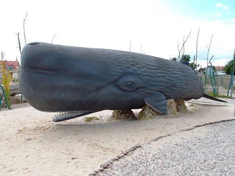 Sperm Whale - Kaszalot
