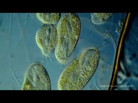 Unicellular Definition and Examples - Biology Online Dictionary