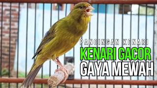 Download lagu Masteran Kenari Roll Panjang Jernih Pancingan Agar Kenari Cepat Buka Paruh Ngerol Panjang ! mp3 Download lagu Masteran Kenari Roll Panjang Jernih Pancingan Agar Kenari Cepat Buka Paruh Ngerol Panjang ! mp3
