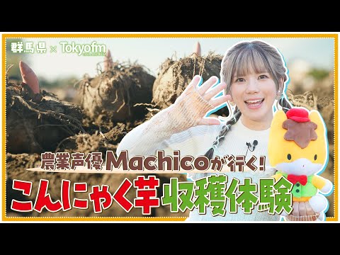 [Gunma Prefecture x TOKYO FM] Agricultural voice actress Machico goes! Konjac potato harvesting e...