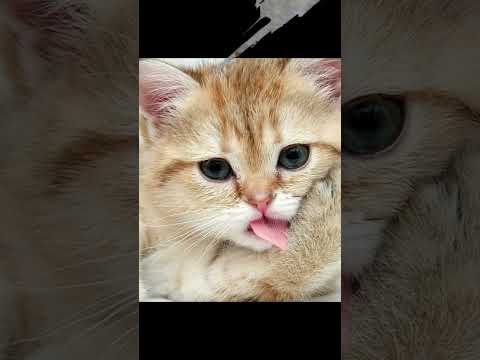 cute cats n kitten video|aqsa saad|