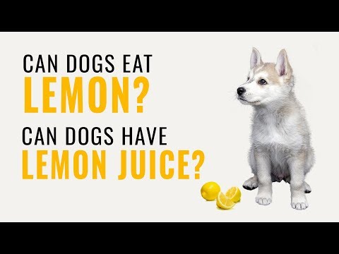 YouTube video about: Can dogs have lemon pepper?