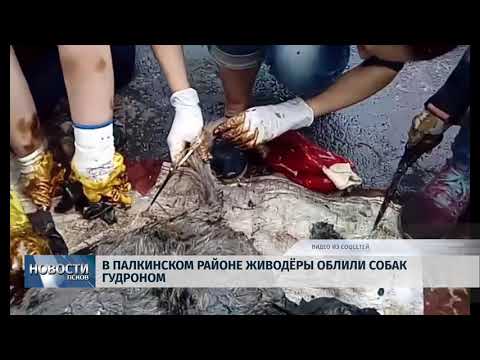 Новости Псков 06.06.2018 # В Палкинском районе живодёры облили собак гудроном 
