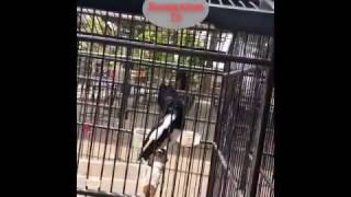 Download lagu KACER Ngobra NAGEN part 0026 (HD) mp3