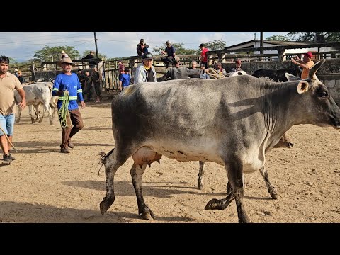 BEZERROS A PARTIR DE R$ 300 FEIRA DE CARUARU-PE @reidoamendoim 