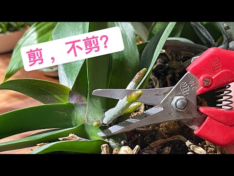 蘭花氣根繁殖