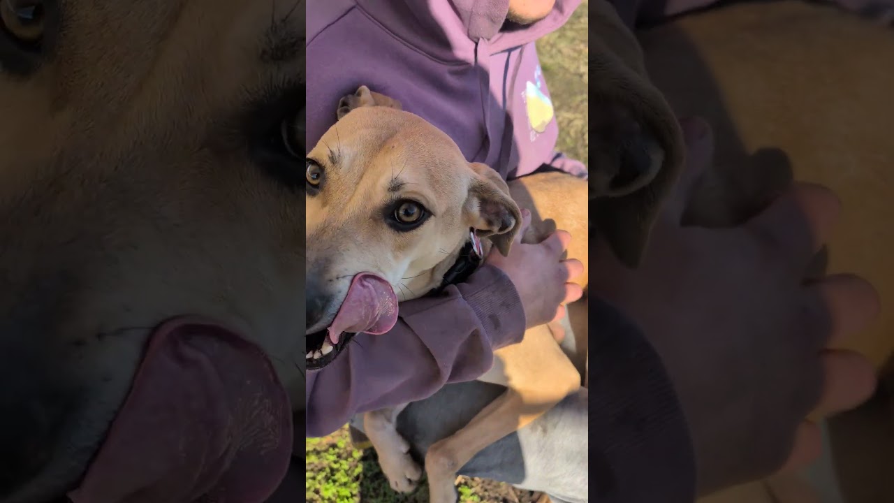 Enlarge Memphis, a Adoptable Labrador Retriever in Nowata, OK video 6/6