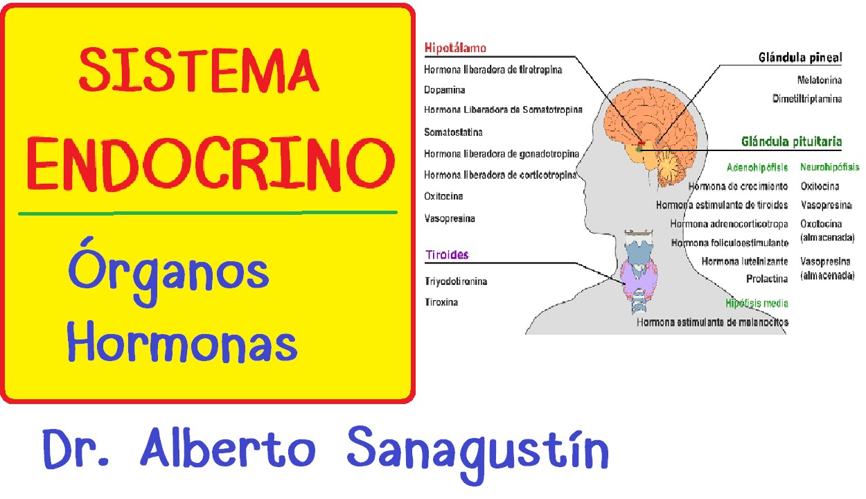 SISTEMA ENDOCRINO explicado FÁCIL: glándulas y hormonas