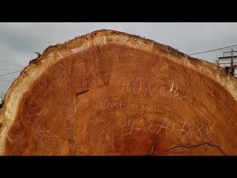 Đồ Gỗ La Xuyên - Cây gỗ Gõ đỏ vanh trên 700cm