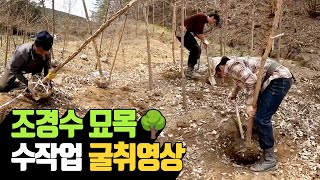 조경수 묘목 수작업 굴취 영상 | 나무대장