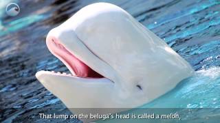 Animals of the Ice: Beluga Whales