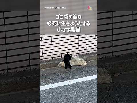 ゴミを漁り…ガリガリだった黒猫に訪れた最高の幸せ