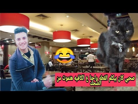 صحبي بيكلم القطه واحنا بناكل هتموت من الضحك
