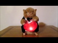 Dancing Hamster L O V E