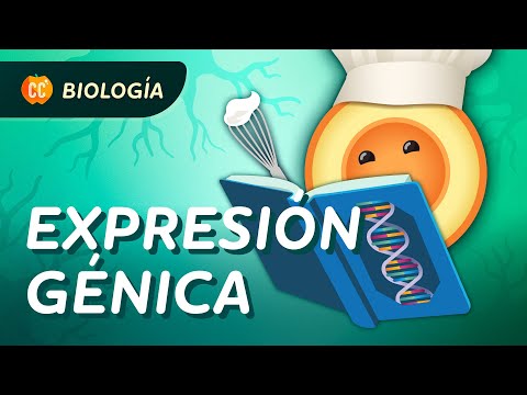 Expresión génica: es como seguir una receta: Crash Course Biología #36