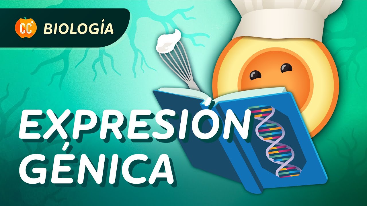 Expresión génica: es como seguir una receta: Crash Course Biología #36