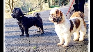 preview picture of video 'Knaresborough Yorkshire a winter walk with wildlife and dogs by geordieschords'