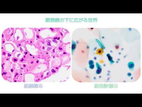 【医学部保健学科】知ってみたい・臨床検査1（病理形態学）