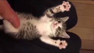 Funny Cat Videos - Surprised Baby Kittens - Cute Kittens Compilation 2016