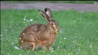 European Hare, ヨーロッパノウサギ, 野生のウサギ , Europese Haas